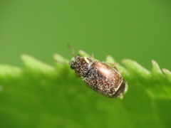 Brachypterus