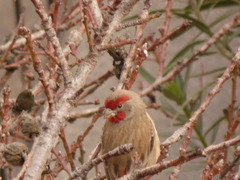 Haemorhous mexicanus