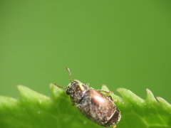 Brachypterus