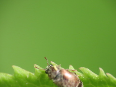 Brachypterus