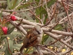 Passer domesticus
