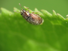 Brachypterus