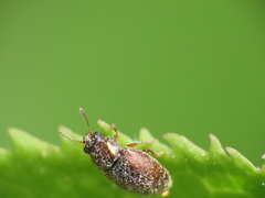Brachypterus