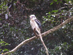 Dacelo novaeguineae novaeguineae