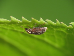 Brachypterus