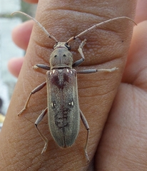 Eburia mutica