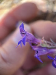 Penstemon californicus
