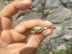 Hyla euphorbiacea