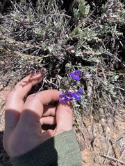 Penstemon californicus