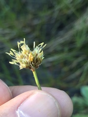 Calliscirpus criniger