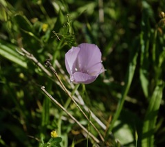 Calochortus uniflorus