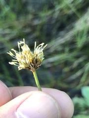 Calliscirpus criniger