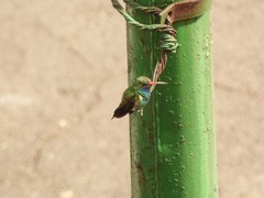 Cynanthus latirostris