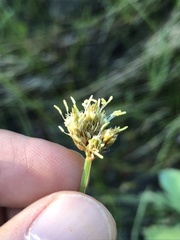 Calliscirpus criniger