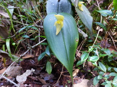 Pleurothallis siphoglossa
