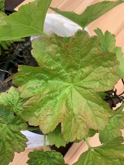 Darmera peltata
