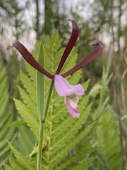 Cleistesiopsis