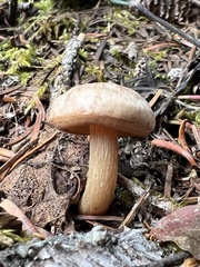 Clitocybe albirhiza
