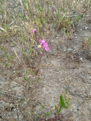 Silene scabriflora