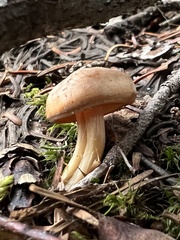 Clitocybe albirhiza