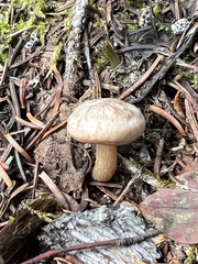 Clitocybe albirhiza