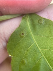 Phylloxera foveola