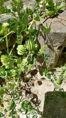 Medicago orbicularis