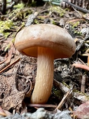 Clitocybe albirhiza