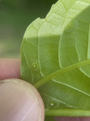 Phylloxera foveola