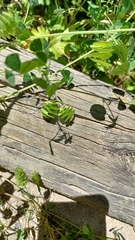 Medicago orbicularis