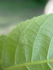 Phylloxera foveola