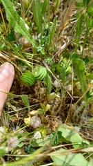 Medicago orbicularis