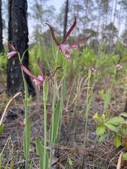 Cleistesiopsis