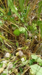 Medicago orbicularis