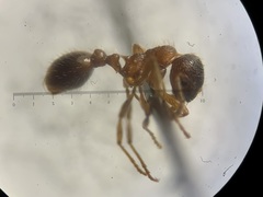 Myrmica rubra