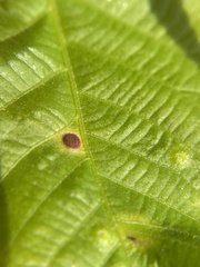 Phylloxera conica