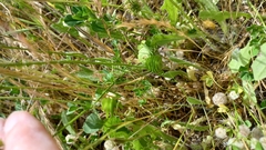 Medicago orbicularis