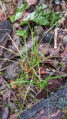 Carex reznicekii