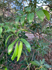 Geitonoplesium cymosum