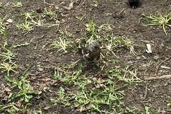 Turdus pilaris