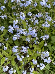 Myosotis