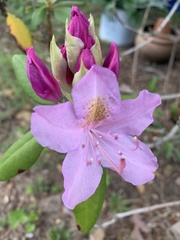 Rhododendron
