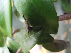 Xanthostigma