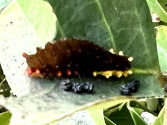 Trypanophora semihyalina