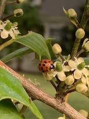 Harmonia axyridis
