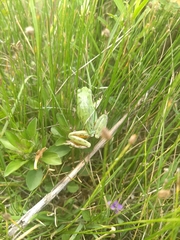 Hyla euphorbiacea