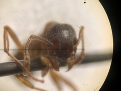 Myrmica rubra
