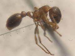 Myrmica rubra
