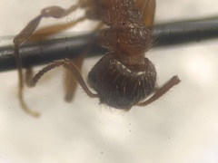 Myrmica rubra