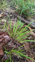 Dichanthelium linearifolium werneri